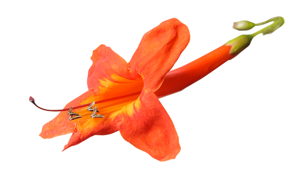 Honeysuckle Flower